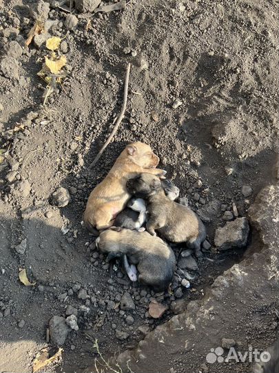 Щенки бесплатно