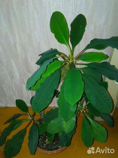 Белый декабрист, калатея, фикус