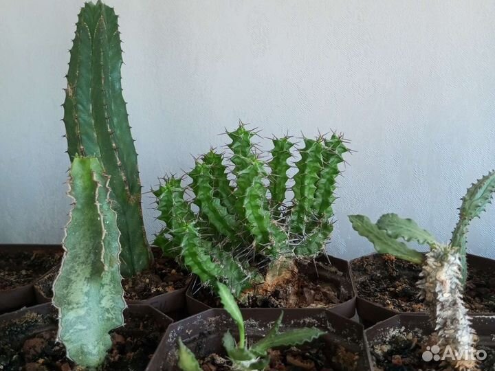 Эуфорбии, молочаи и другие суккуленты из коллекции