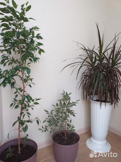 Цветы комнатные