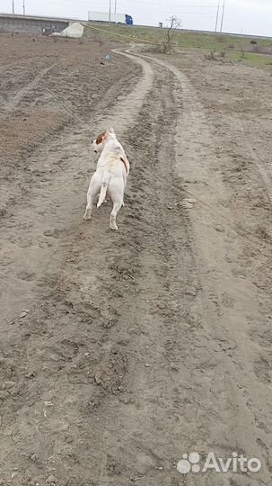 Питбуль вязка