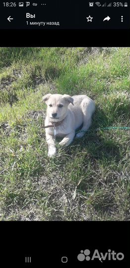 Спасите щенка с улицы