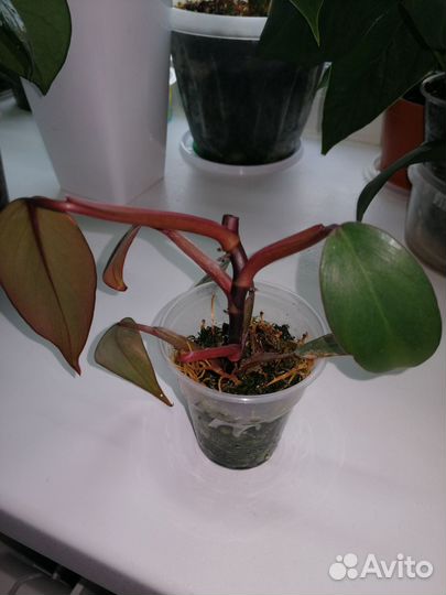 Ред эмиральд вар, клубничный шейк, церопегия