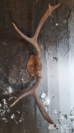 Продам рога лося