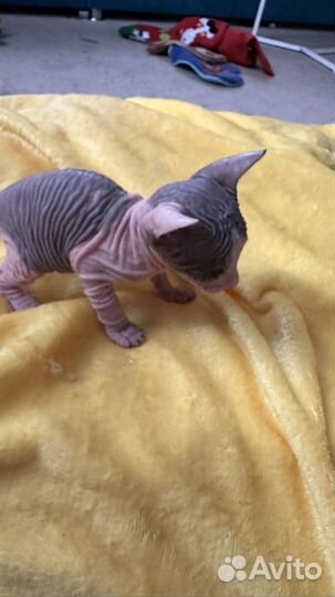 Донской сфинкс котята
