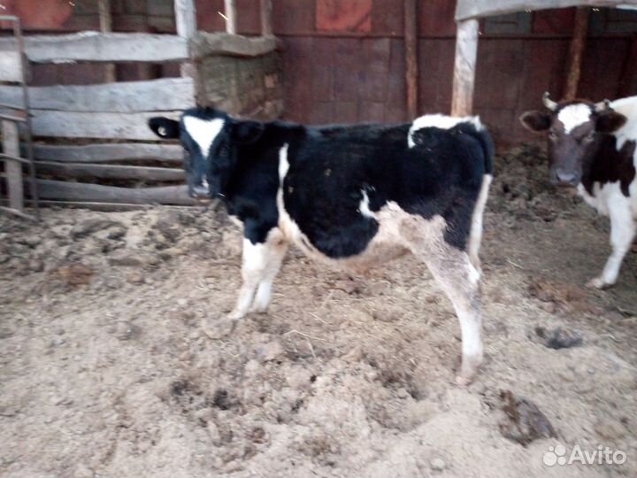 Бычки,коровы на мясо