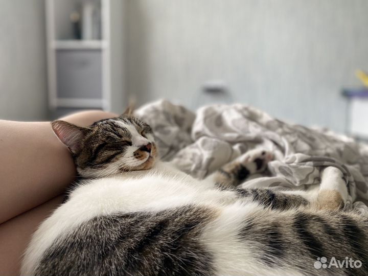 Посижу с вашим котиком Передержка котов Кэтситтер