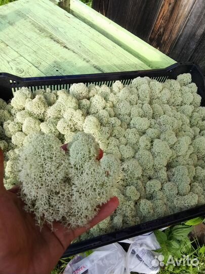 Мох ягель для стабилизации