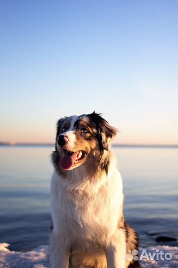 Фотограф-анималист