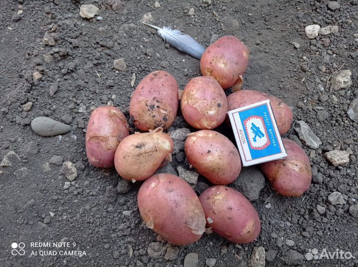 Картофель оптом