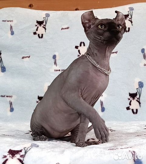 Эльф девочка