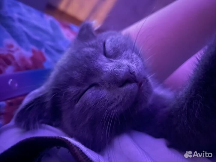 Шотландская вислоухая девочка