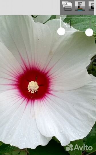 Гибискусы травянистые (садовые)