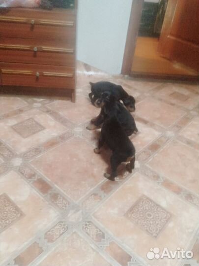 Щенки добермана