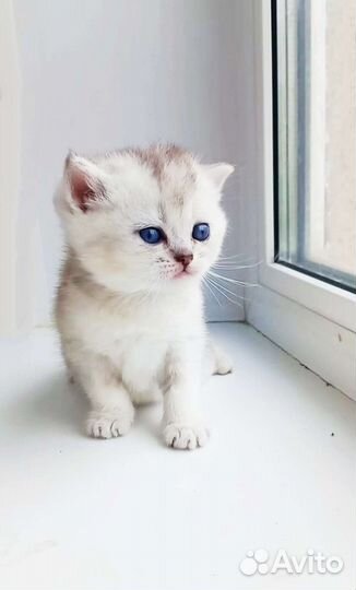 Британские котята