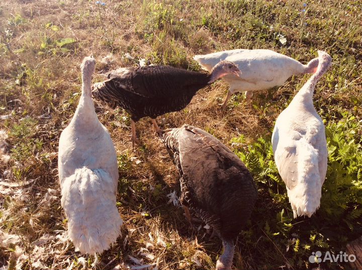 Индюки на племя