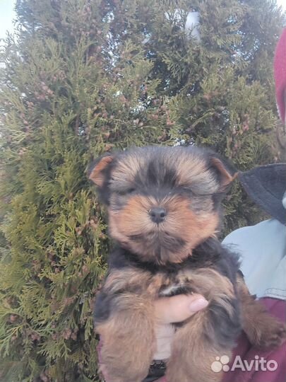 Йоркширский терьер