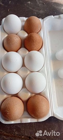 Продам козье молоко,яйцо, творог