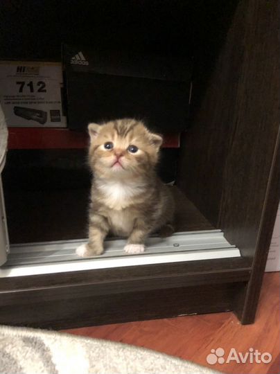 Бронь Шотландские котята