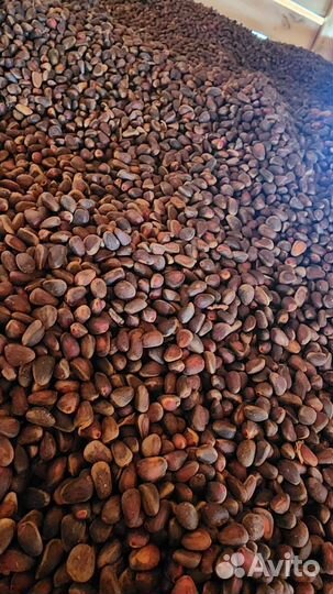 Кедровая шелуха