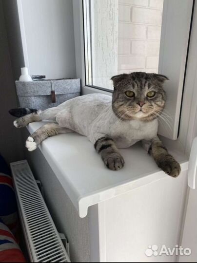 Груминг кошек, стрижка, экспресс линька, вычес