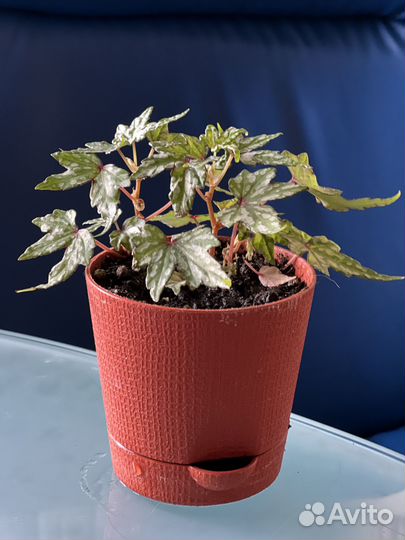 Каудексная бегония, бегония дрега