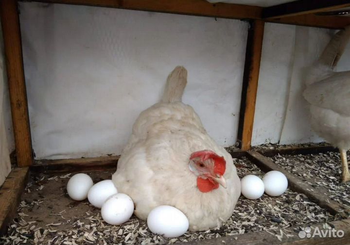 Яйцо белой несушки Ломан лс, Супер ник