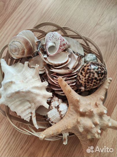 Ракушки для аквариума
