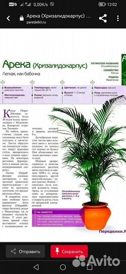 Пальма Арека хризалидокарпус