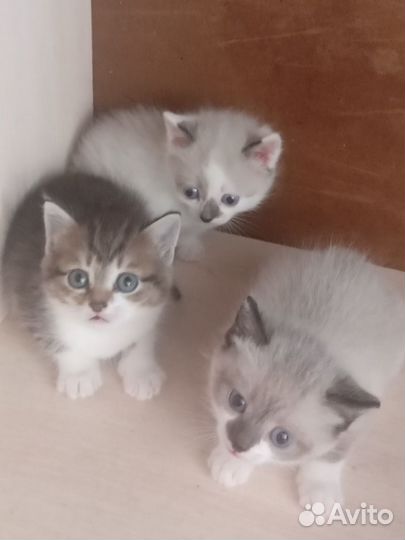 Котята в дар