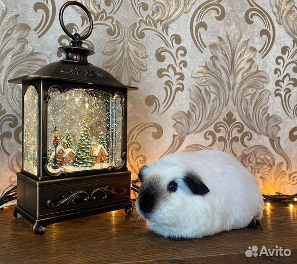 Морская свинка калифорния девочка