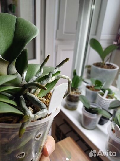 Орхидея фаленопсис