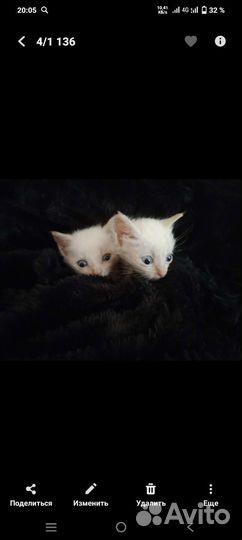 Котята в добрые руки