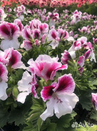 Пеларгония королевская и зональная