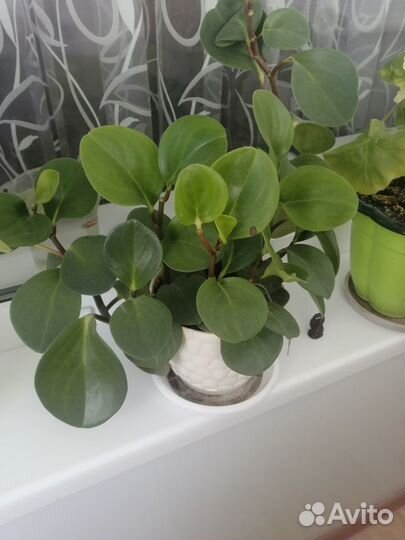 Продам комнатный