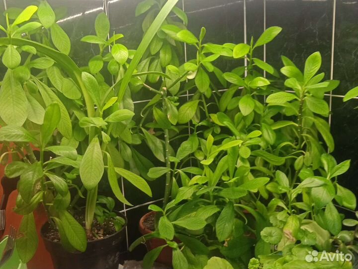 Комнатный цветок