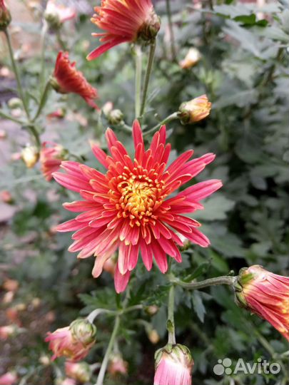 Дубки (хризантемы)