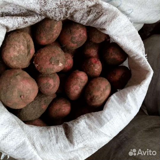 Мешок картошки