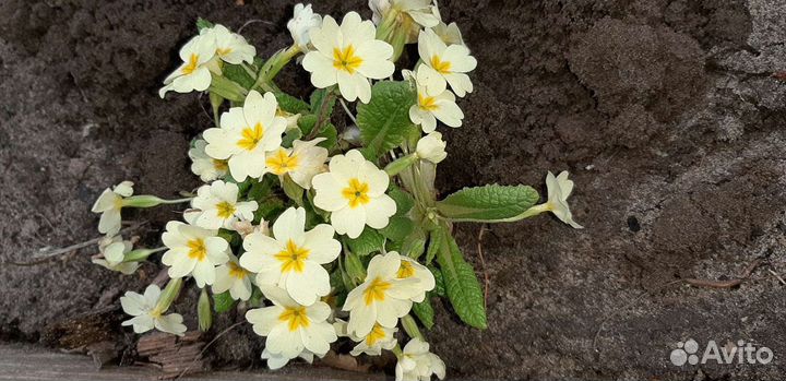 Маргаритки примула