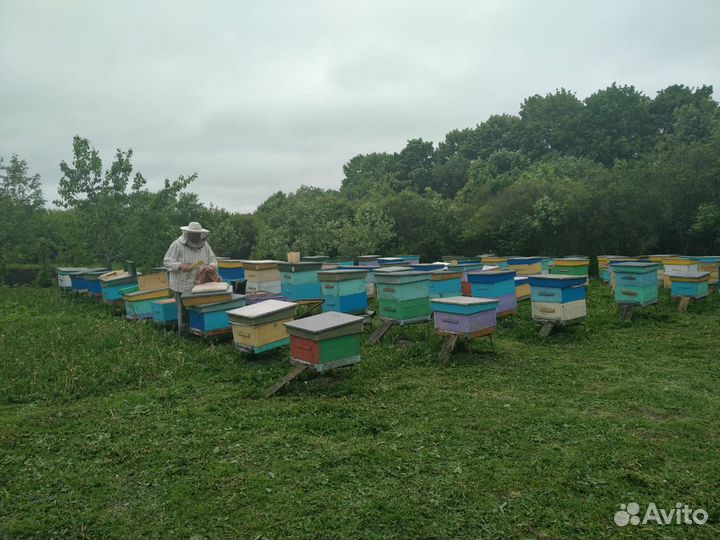 Пчелосемьи, пчёлы медоносные