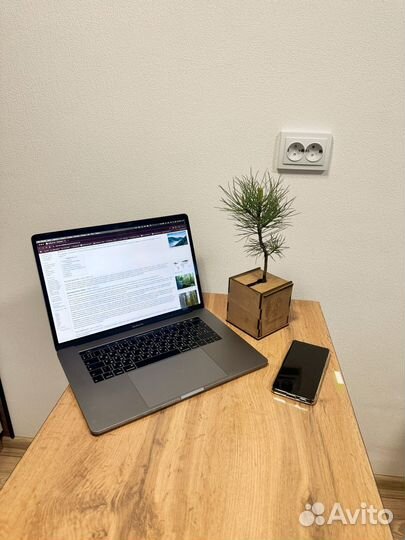 Комнатные растения (кедр сибирский)