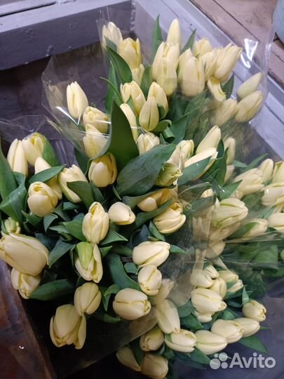 Тюльпаны к 8 марта