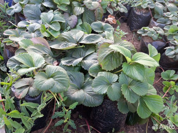 Саженцы клубники