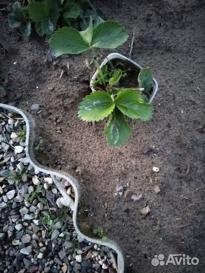 Саженцы клубники