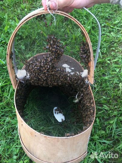 Пчелиный рой,пчелы