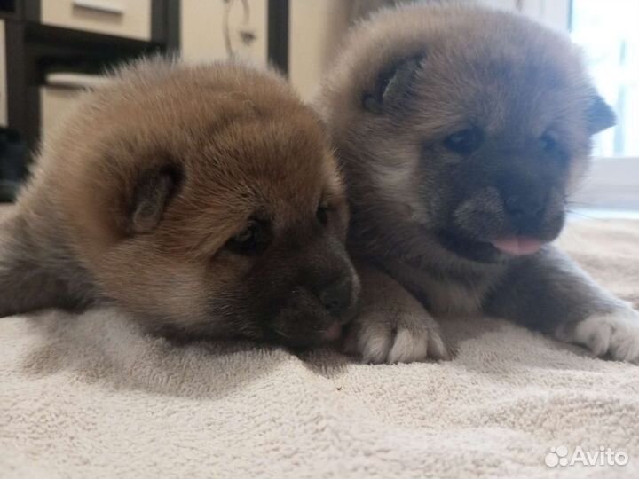 Сиба ину