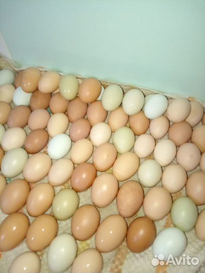 Инкубационное яйцо микс породистых кур