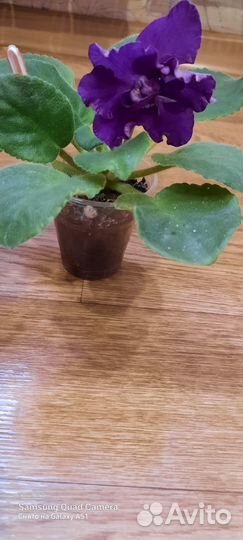 Фиалки сортовые