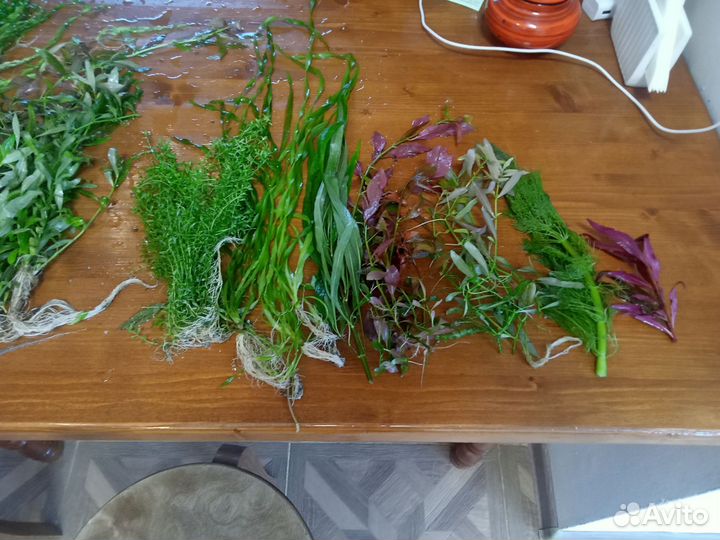 Аквариумные растения