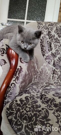 Британские котята